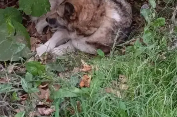 Собака с зелёным ошейником, Коуровская