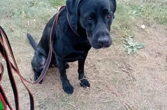 Найдена собака, Ульяновск, фото: Чёрный лабрадор найден на Радищева, Ульяновск