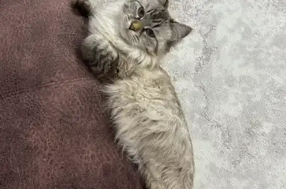 Пропала кошка, ул. Нефтяников, 23