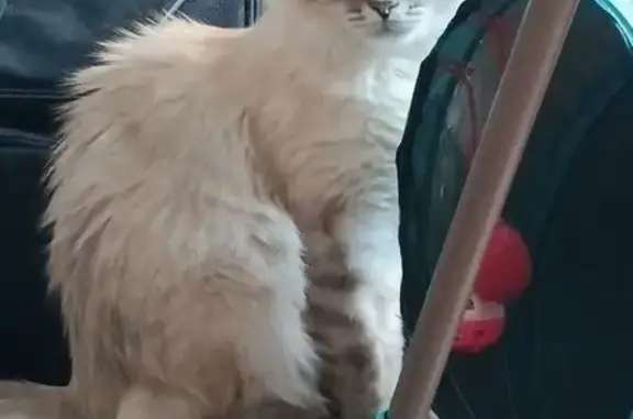 Кошки потеряшки, Кострома, фото: Потеряшка кошка, Кинешемское шоссе, 22