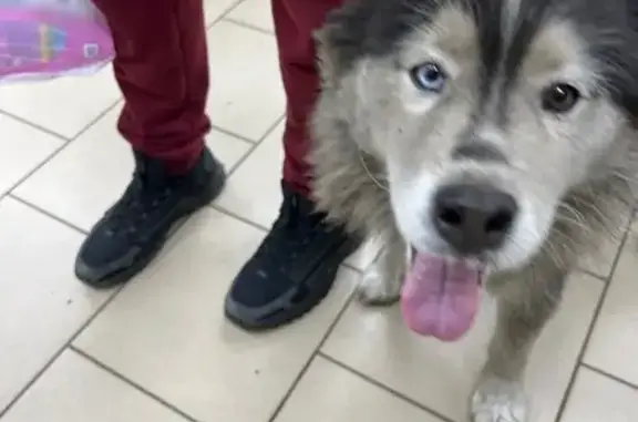 Найдена собака, Беляницы, фото: Хаски найдена у Пятёрочки на Шевченко 2