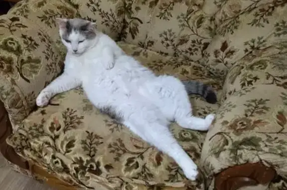 Пропала кошка, Новосибирск, обл.