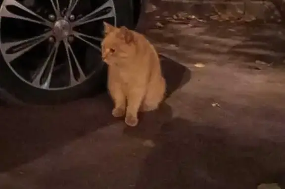 Найдена кошка, Дубнинская ул. 69 к2