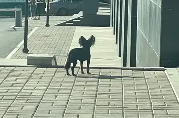 Собака у БЦ Аура, Луганская 6, Уфа