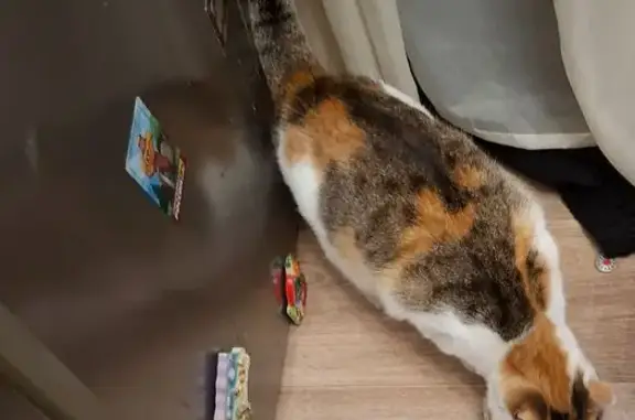 Найдена кошка, Новосибирск, фото: Трехцветная кошка найдена на Кубановской, 17А