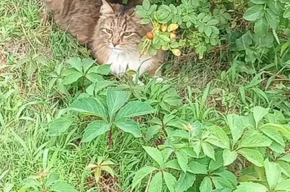 Пропала кошка, Ходынский бульвар, 15