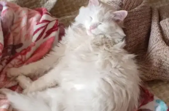 Пропала кошка, Старый Оскол, 4А