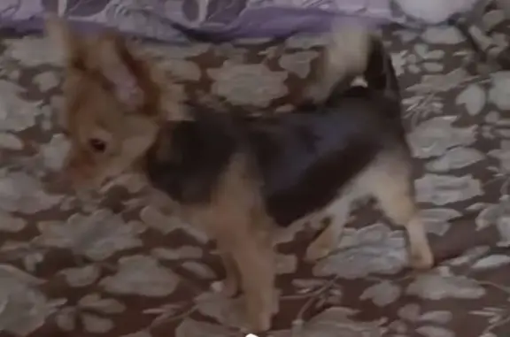 Пропала собака, пр. Победы 19, Тверь