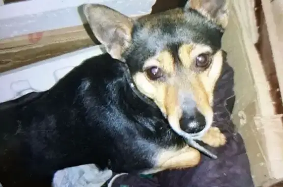 Собаки потеряшки, Пятигорск, фото: Потеряшка собака, ул. Кочубея, Пятигорск