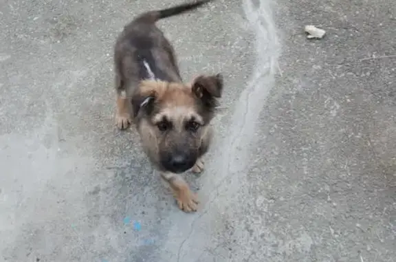 Найдена собака, Майкоп, фото: Собака найдена: 2-я Советская, 13, Майкоп