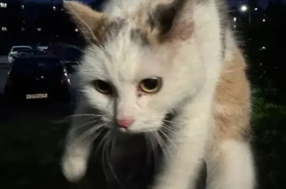 Найдена кошка, Среднеуральск, фото: Кошка найдена: Набережная, 1А, Среднеуральск