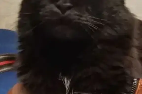 Пропала кошка на ул. Коммунаров, 34, Сургут