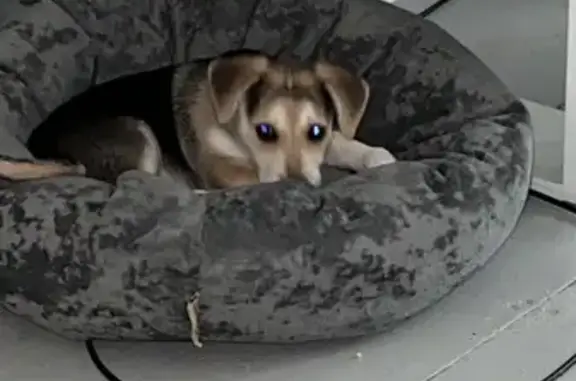 Пропала собака, ул. Машиностроителей, 12