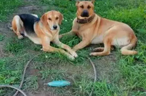 Пропала собака в МО, рыжая, в ошейнике