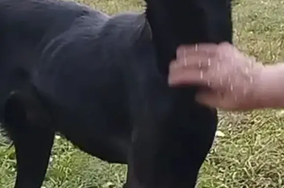 Собаки потеряшки, , фото: Потеряшка чёрная собака, Евсинский с/с