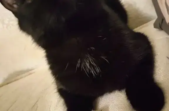 Пропала кошка, ул. Ботвина, 9 к2, В. Луки