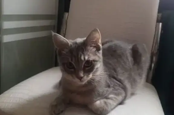 Пропала кошка, Обоянская ул. 5, Курск