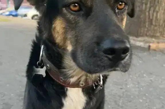 Найдена собака, Ростов-на-Дону, фото: Собака найдена: Таганрогская ул., 132 к2