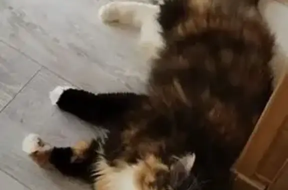 Пропала кошка, Сосновая ул., Андреевский