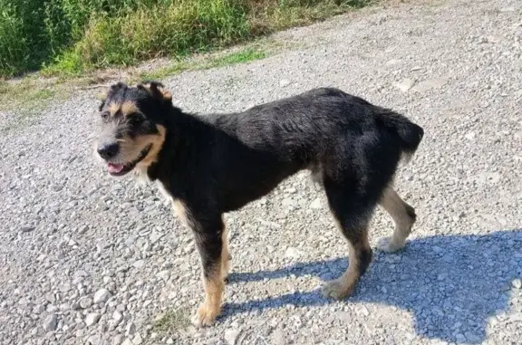 Собаки потеряшки, Краснодарский край, фото: Потеряшка собака, Горячий Ключ, ЖК Лебединое