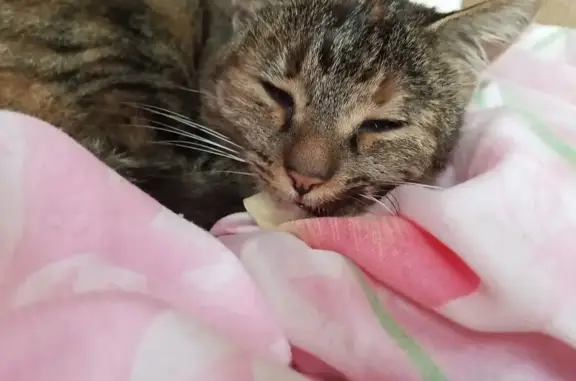 Пропала кошка, Луховицы, Тимирязева 20