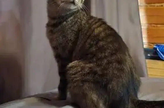 Кошки потеряшки, Зеленоградский, фото: Потеряшка кошка, ул. Лермонтова 13