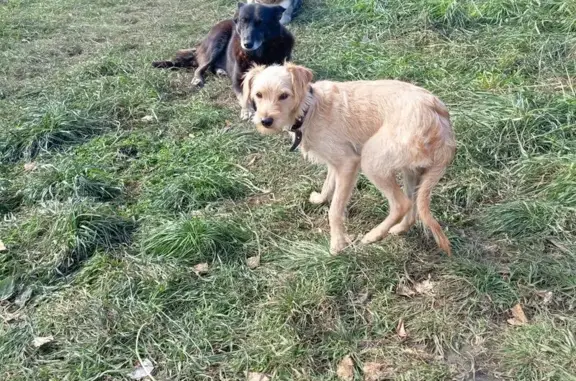 Найдена собака, Комсомольский пр. 13Б, Томск