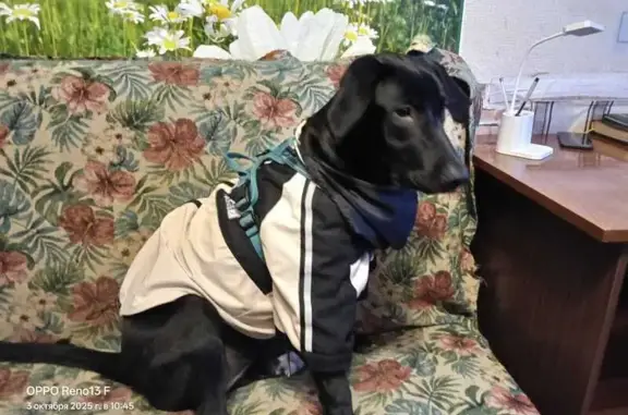 Найдена собака, Санкт-Петербург, фото: Найдена собака, СПб, пр. Стачек 105