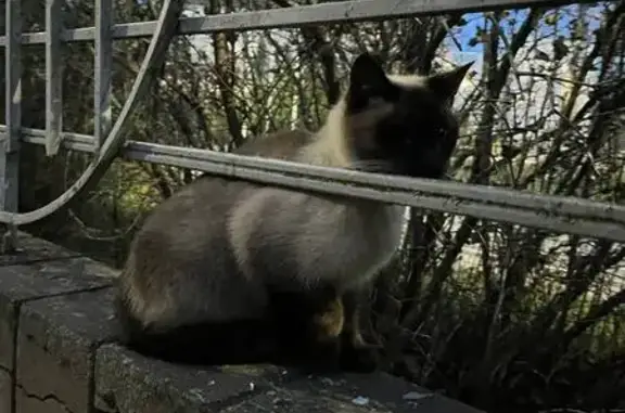 Найдена кошка, , фото: Найдена кошка с ошейником, Уфа, Башкортостан