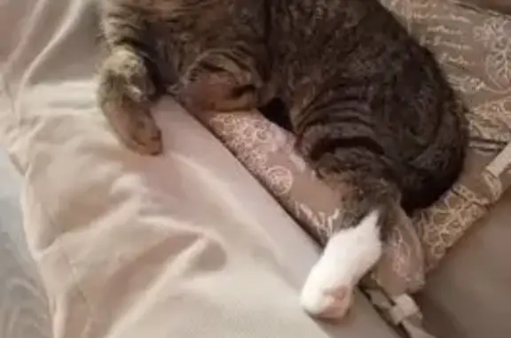 Пропала кошка, пр. Кирова 172, Самара