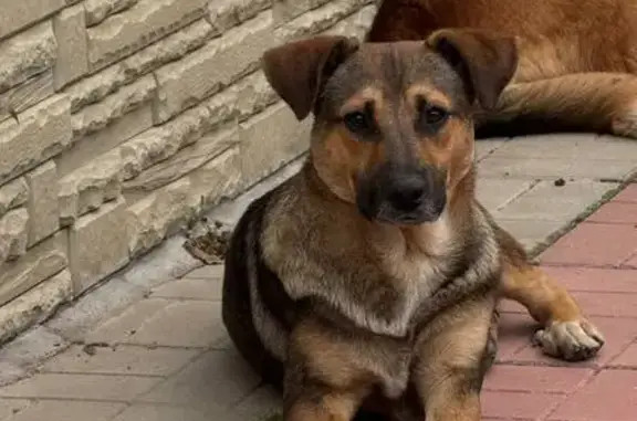 Пропала собака, Обухово, Сосновый Бор 10А