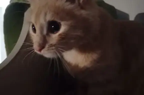 Пропала кошка, ул. Конституции, 21