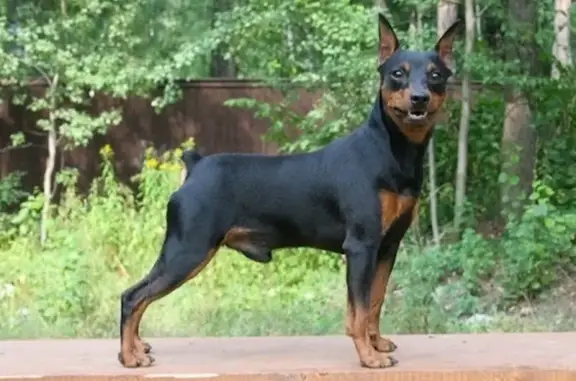 Собаки потеряшки, Самара, фото: Потеряшка собака, ул. Красный Кряжок 101