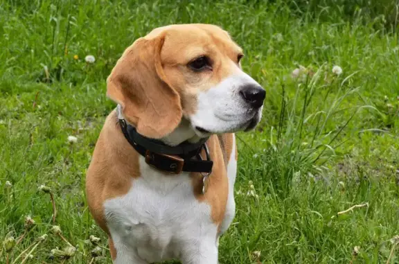 Собаки потеряшки, Ярославль, фото: Потеряшка бигль, Тутаевское шоссе, Ярославль