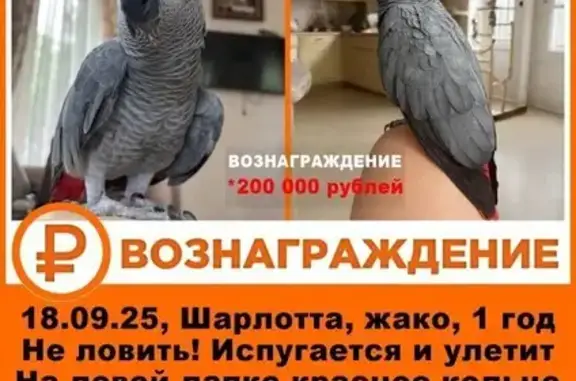 Потеряна птица, Новокузнецкая ул., Самара