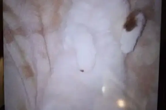 Кошки потеряшки, Рассказово, фото: Потеряшка белая кошка, Советская, Рассказово