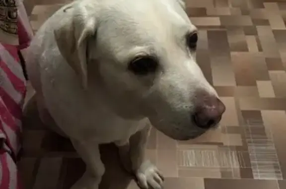 Найдена собака, Красноярск, фото: Найден лабрадор, Красноярск