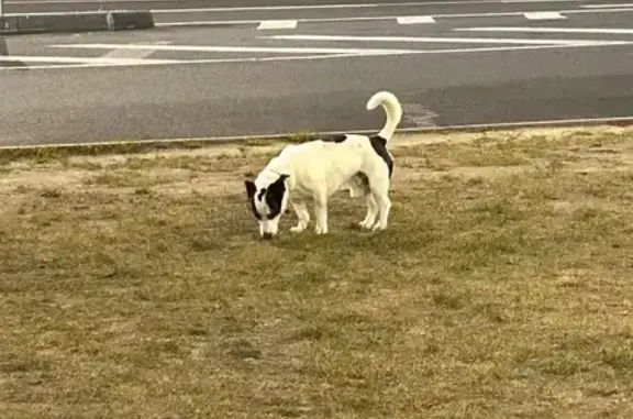 Найдена собака, Владимирская область, фото: Собака найдена на заправке Лукойл, Восток