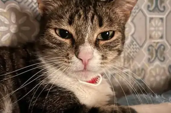 Кошки потеряшки, Казань, фото: Потеряшка кошка, ул. Раиуса Гареева, Казань