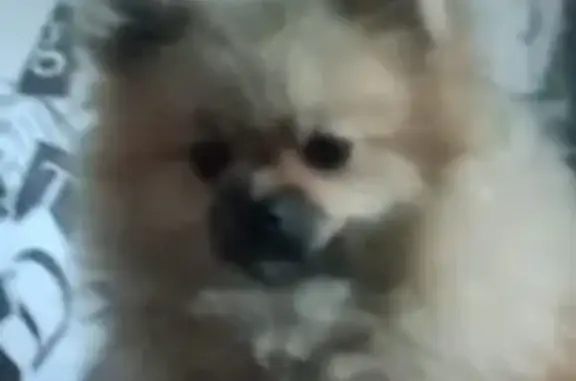 Собаки потеряшки, Прокопьевск, фото: Потеряшка собака, 2-я Витебская, Прокопьевск