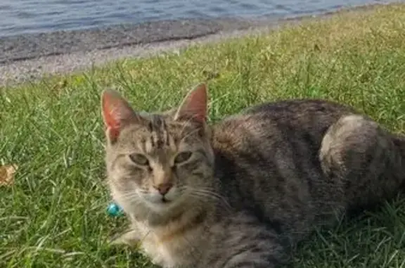 Кошка найдена на Ленинградском шоссе, Москва