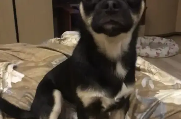 Собаки потеряшки, , фото: Потеряшка чихуахуа, Астраханская 175А/23А