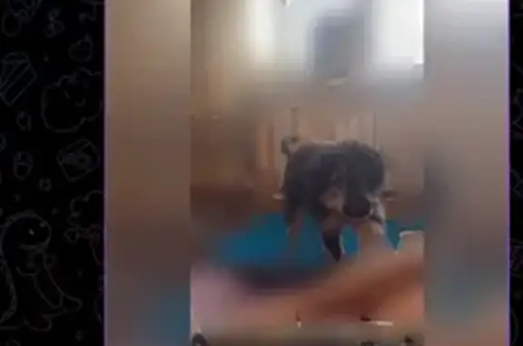 Собаки потеряшки, Бугульма, фото: Потеряшка собака, ул. Гафиатуллина 32/2