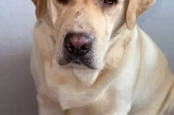 Собаки потеряшки, Ростов-на-Дону, фото: Потеряшка собака, ул. Петренко 3, Ростов-на-Дону