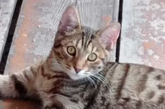 Пропала кошка, ул. Ранняя Заря, 160