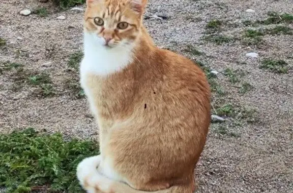 Кошки потеряшки, , фото: Потеряшка рыжая кошка, 3-я Загородная ул.