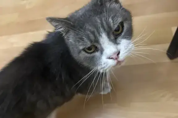 Кошка найдена: Земледельческий пер., 11