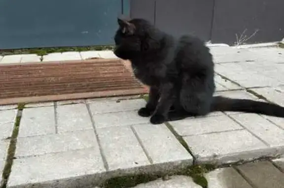 Найденные животные Петрозаводск, фото: Кошка найдена: Лососинское шоссе, 38 к2