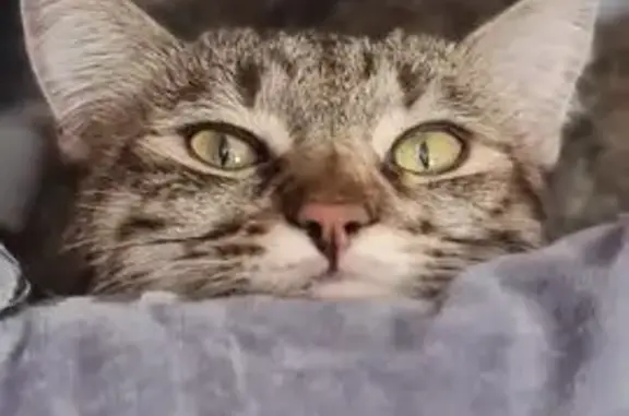 Пропала кошка в Мамонах, Иркутская обл.