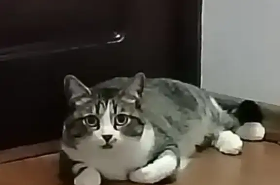 Пропала кошка, ул. Титова 28, Владикавказ